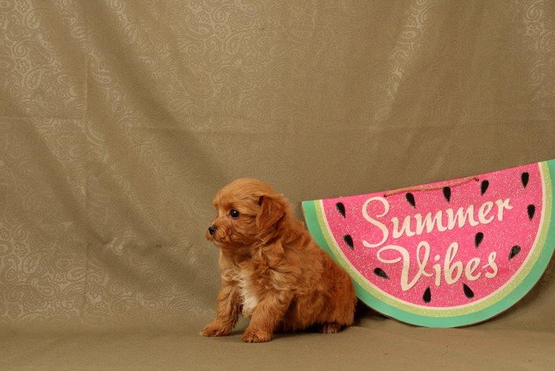puppy, for, sale, Maltipoo, Matthew B. Stoltzfus, dog, breeder, Gap, PA, dog-breeder, puppy-for-sale, forsale, nearby, find, puppyfind, locator, puppylocator, aca